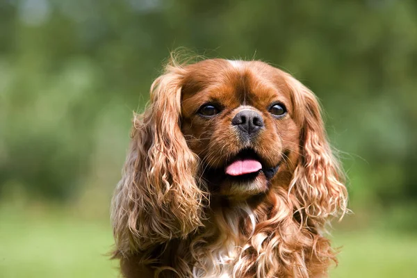 Kawaler Król Karol Spaniel — Zdjęcie stockowe