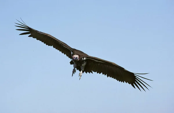 Lappet Face Vulture Torgos Tracheliotus Volwassene Vlucht Tegen Blue Sky — Stockfoto