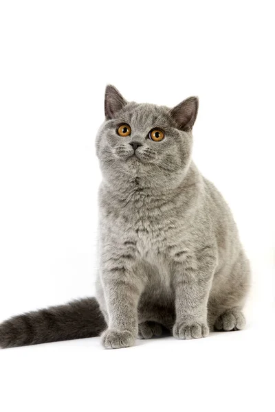 Blå British Shorthair Female Cat - Stock-foto