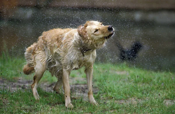 Golden Retriever Dog Shaking — Fotografia de Stock