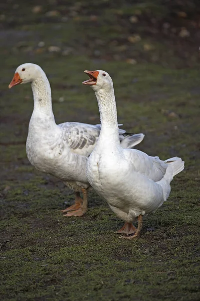 Norman Goose Calvados Normandía — Foto de Stock