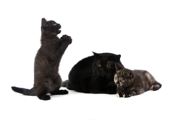 Femelles Britanniques Noires Poil Court Avec Écaille Noire British Shorthair — Photo