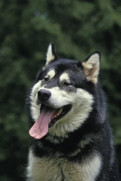 Alaskan Malamute Dog Portrait Adult Tongue Out — Stock Photo, Image