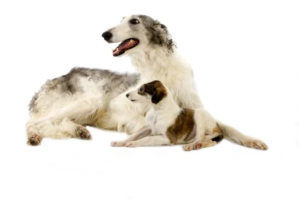 Borzoi Eller Rysk Varghund — Stockfoto