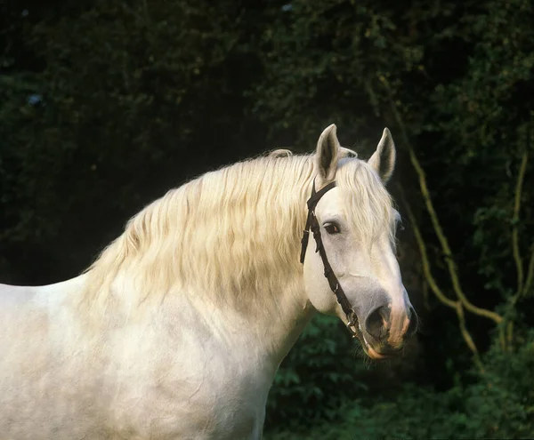 Портрет Волосатой Лошади — стоковое фото