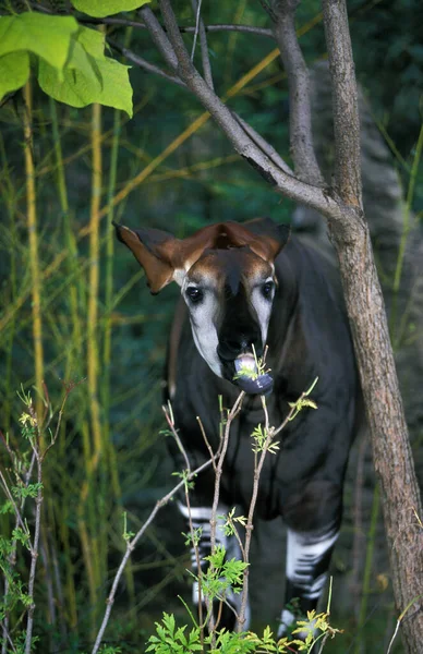 Okapi Okapia Johnstoni Sfondo Naturale — Foto Stock