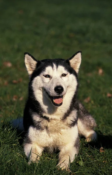 Husky Siberiano Adulto Que Põe Grama — Fotografia de Stock