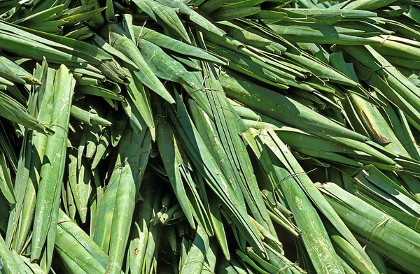 Rope of Sisal Plant, agave sisalana, Factory at Fort Dauphin in Madagascar