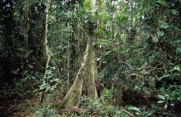 Regnskog Norra Australien — Stockfoto