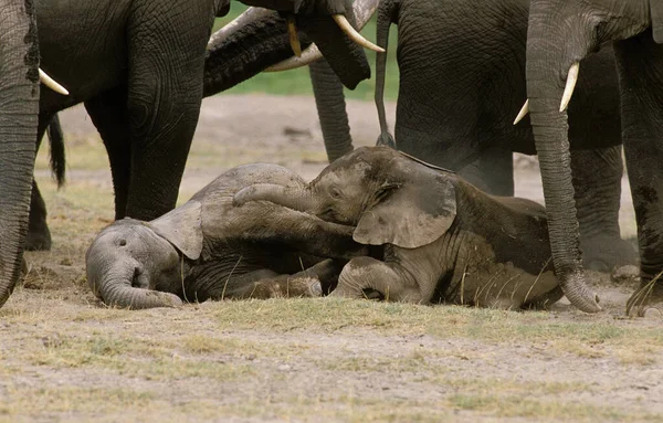 Elefante Africano Loxodonta Africana Bezerro Dormindo Entre Rebanho Parque Amboseli — Fotografia de Stock