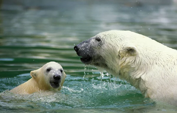 Polar Bear Thalarctos Maritimus Mother Cub Standing Water Stock Photo