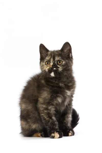 Black Tortoise Shell British Shorthair Cat Images Libres De Droit Photos De Black Tortoise Shell British Shorthair Cat Depositphotos