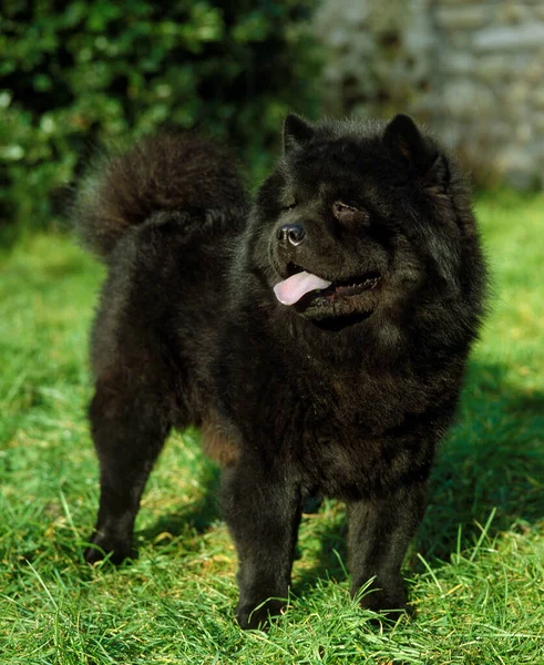 Black Chow Chow Mix
