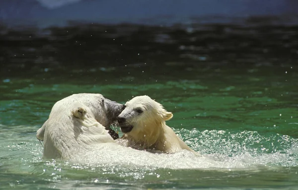 Urso Polar Thalarctos Maritimus Mãe Com Filhote Água Fotografias De Stock Royalty-Free