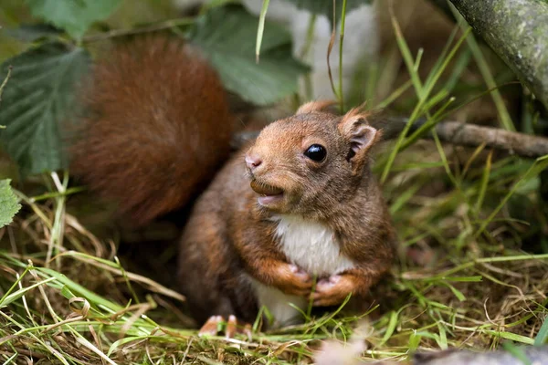 Röd Ekorre Sciurus Vulgaris Äter Hasselnöt Normandie Stockbild