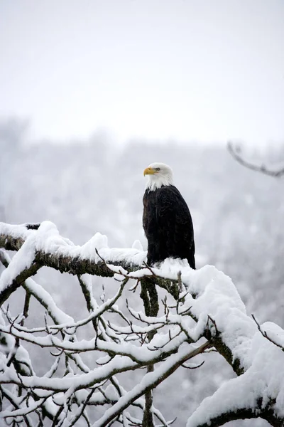 Bald Eagle Haliaeetus Leucocephalus Bird Tree Covered Snow Haines Alaska Royalty Free Stock Images