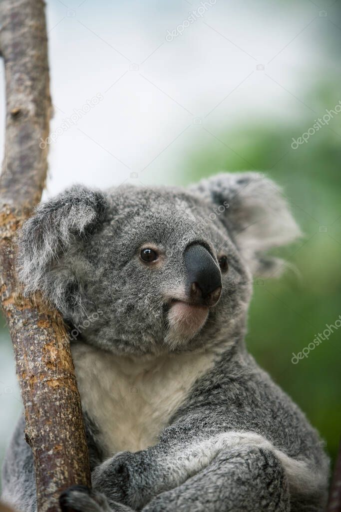 Koala, phascolarctos cinereus, Portrait of Female 