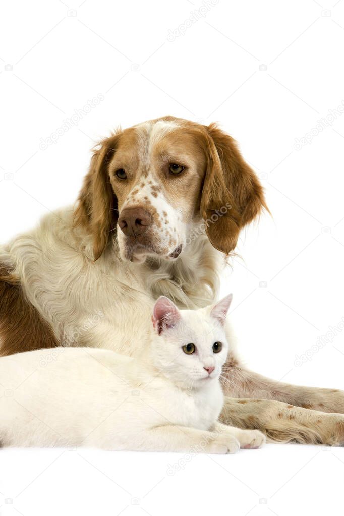 French Spaniel Male (Cinnamon Color) and White Domestic Cat laying against White Background  