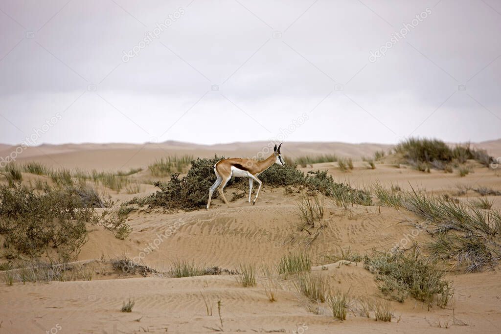SPRINGBOK antidorcas marsupialis IN SAND DUNES NEAR WALVIS BAY IN NAMIBIA  