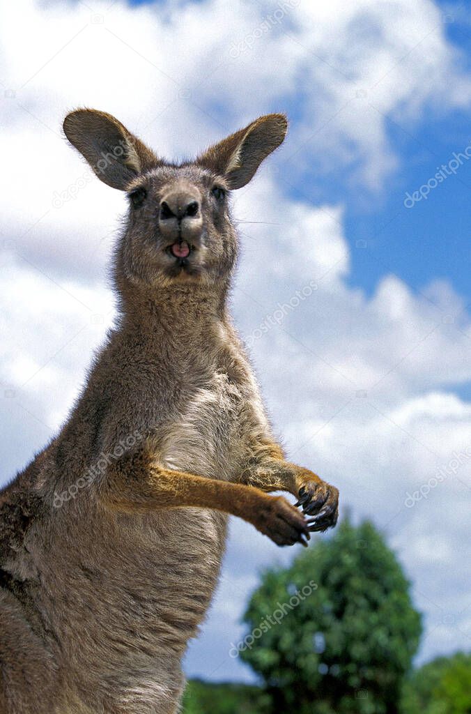 Eastern Grey Kangaroo, macropus giganteus, Adult with Funny Face, Australia  