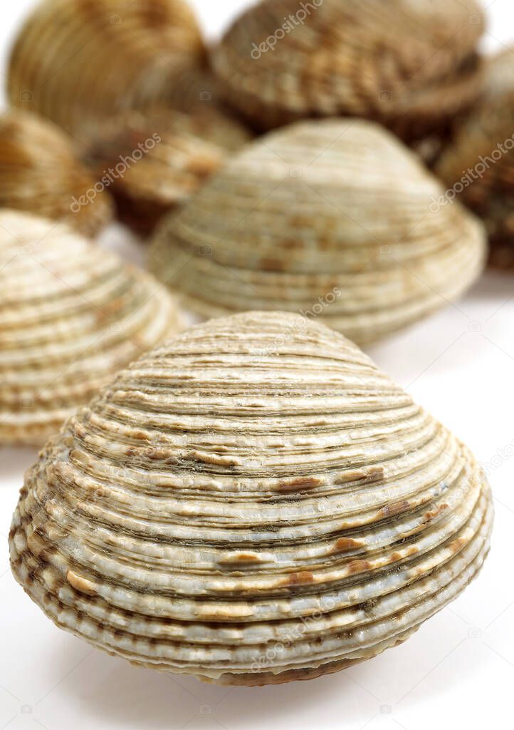 Clams, venus verrucosa, Shells against White Background 