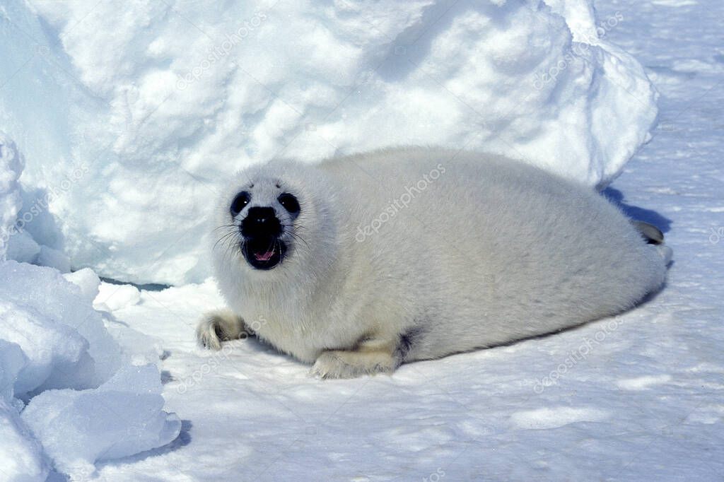 Harp Seal, pagophilus groenlandicus, Pup laying on Ice floe, Magdalena Island in Canada  