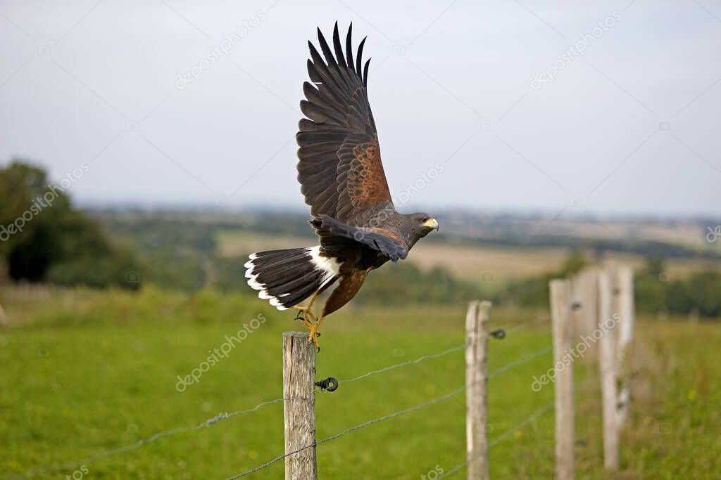 Harris Hawk, parabuteo unicinctus, Adult in Flight, Taking off from Post 