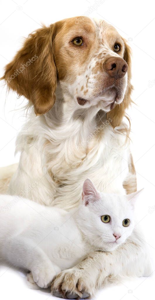 French Spaniel Male (Cinnamon Color) and White Domestic Cat laying against White Background  