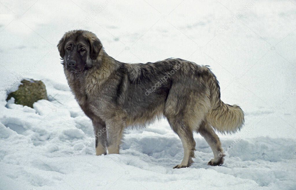 Yygoslavian Shepherd Dog or Sarplaninac, Dog standing in Snow  