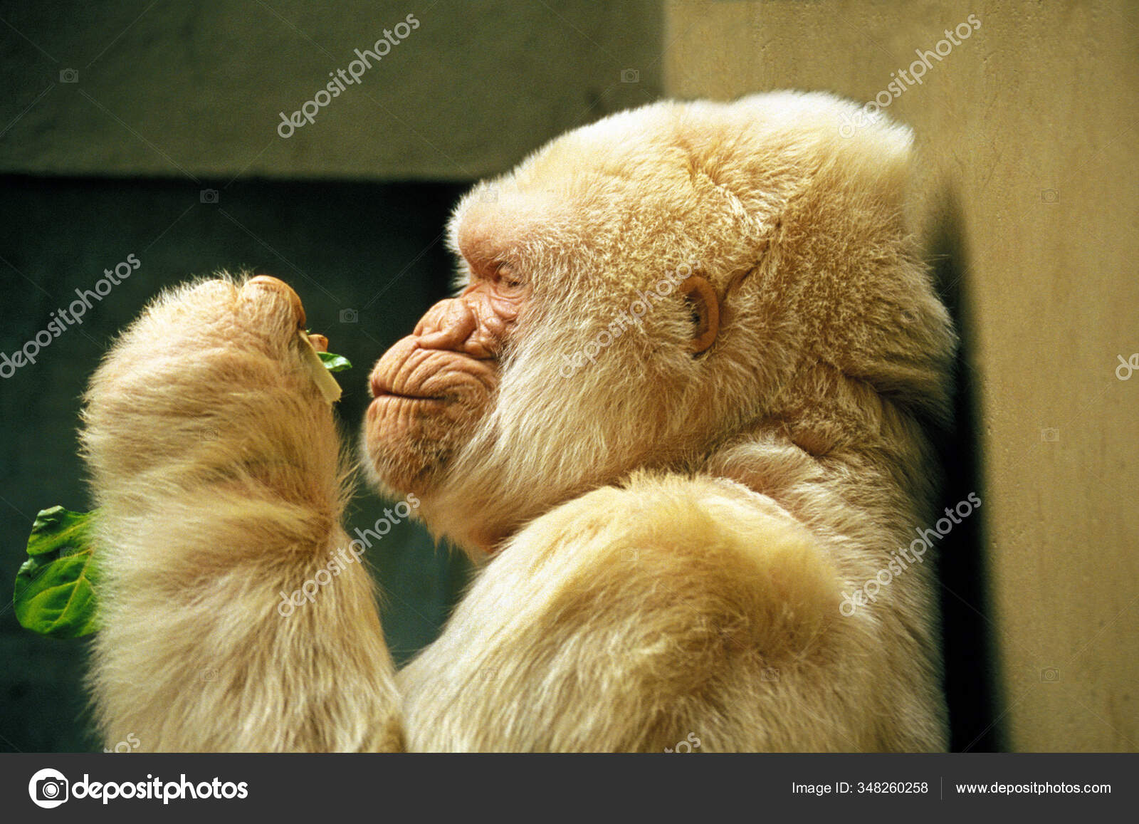 White Gorilla Snowflake