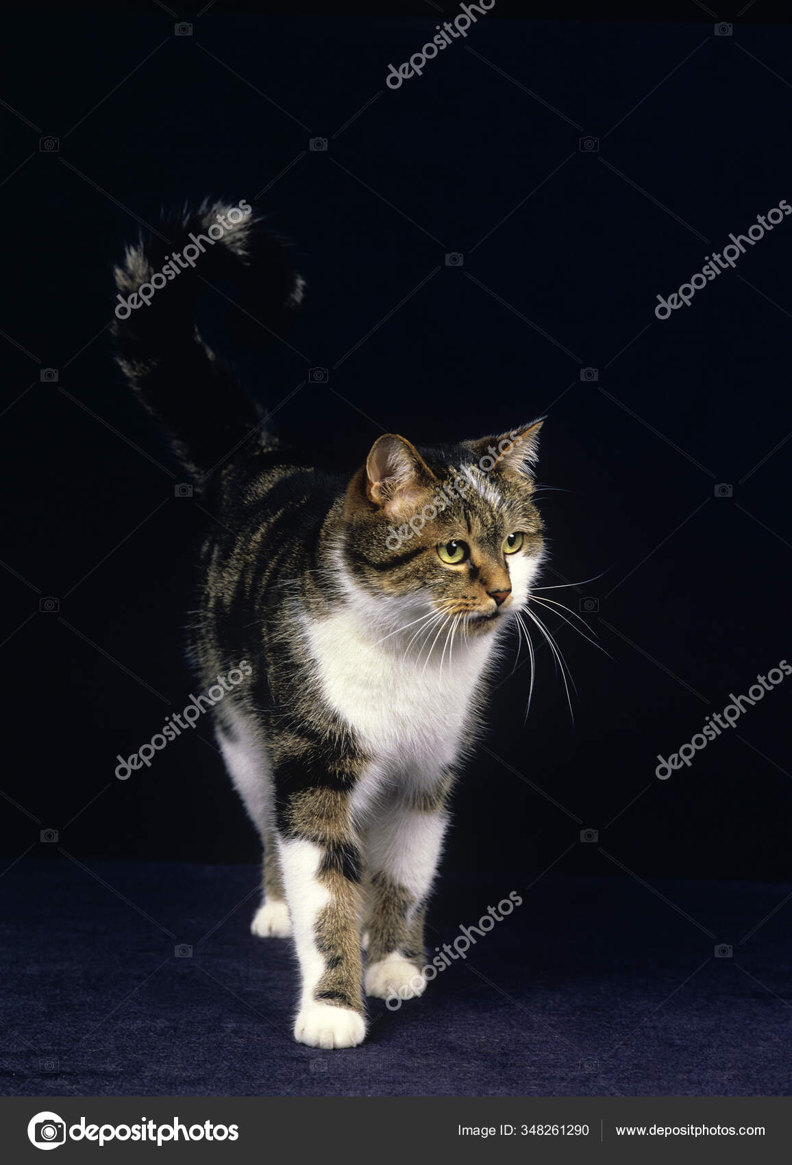 棕色禁忌和白色家猫在黑色背景下站立的成年猫 图库照片 C Slowmotiongli