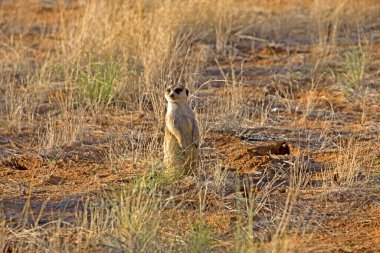 Meerkat suricata suricatta Namibya 'da  