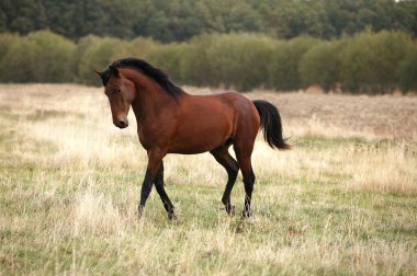 Lusitano At, Aygır doğal arka plan