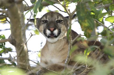 Cougar, puma concolor, Ağaca tünemiş Yetişkin, Venezuela 'da Los Lianos  