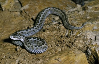Meadow Viper, Vipera ursinii  