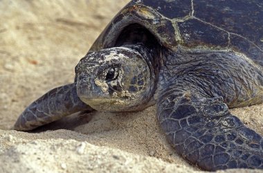 Loggerhead Deniz Kaplumbağası, Caretta Caretta, Dişi Kum Yumurtası 'nı yumurtladıktan sonra, Avustralya  