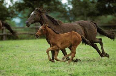 İngiliz safkan atı, Taylı Karabasan Paddock 'ta Dörtnala  