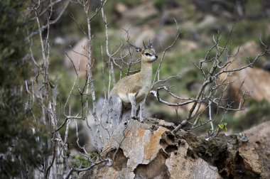 Klipspringer, oreotragus oreotragus, Kenya 'daki Hell' s Gate Park 'ta kayaların üzerinde duran yetişkin. 