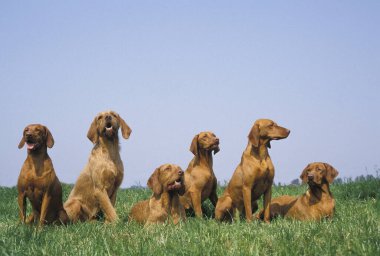 Macar İşaretçi ya da Vizsla Köpeği, Yetişkinler Çimlerin üzerinde  
