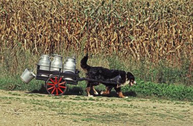 Bernese Mountain Dog, Adult pullling Cart with Milk Churn   clipart