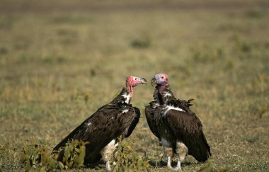 Lappet Faced Vulture, torgos tracheliotus, Adults, Masai Mara Park in Kenya  