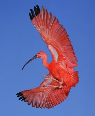 Scarlet Ibis, eudocimus ruber, Yetişkin Uçuyor  