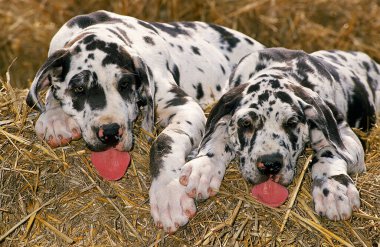 Great Dane or German Mastiff, Puppies laying on Straw  