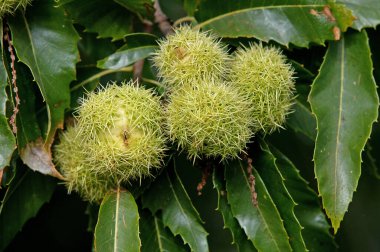 Chestnut Bur, Castanea sativa, Kestane Ağacı dalında.  