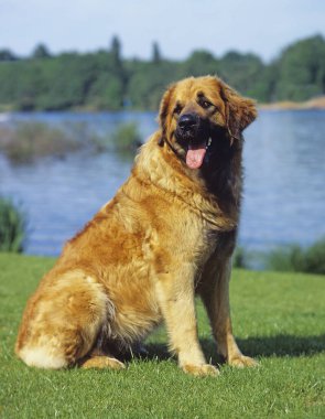Leonberger Köpeği, Yetişkin Göl kenarında oturuyor   