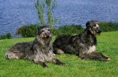 İskoç Deerhound, Göl kenarındaki çimlerde oturan köpekler.  