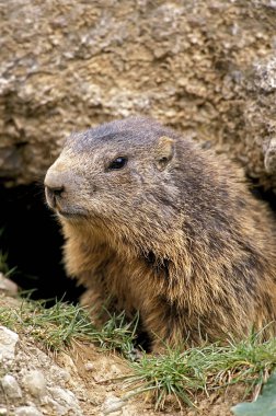 Alpine Marmot, marmota marmota, Den Girişi 'nde duran yetişkin, Fransa' nın güneydoğusunda Alpler.  