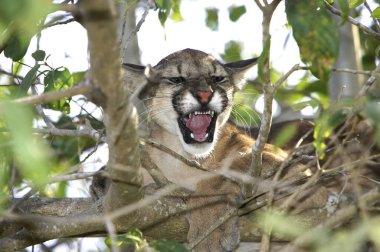 Puma, puma concolor, Ağaca tünemiş yetişkin hırıltısı, Venezuela 'da Los Lianos  
