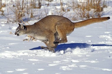 Puma, puma concolor, Montana 'da koşan yetişkin.  