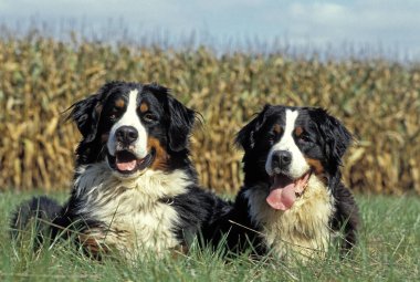 Bernese Dağ Köpeği, mısır tarlasının yanında oturan yetişkinler. 